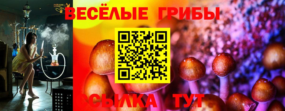 Псилоцибиновые грибы Cubensis Луга